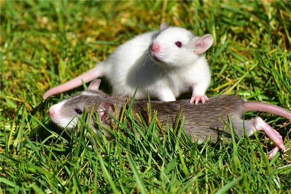 孕妇梦见大老鼠是什么意思