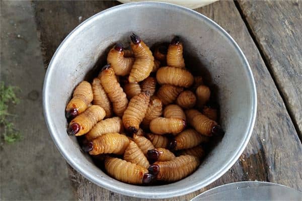 怀孕梦到蛆是男孩是什么意思