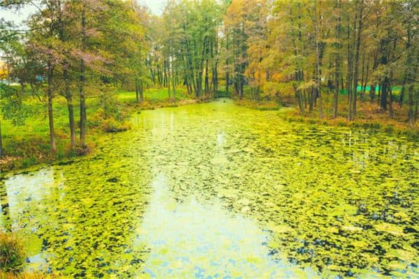 梦见沼泽:梦见沼泽,心有困扰