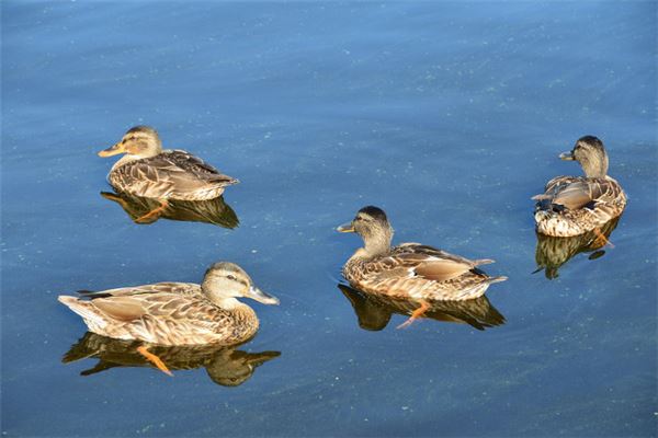 梦见鸭:见鸭子,主客忽临
