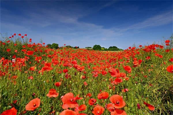 梦见罂粟:梦见罂粟,忘记过往