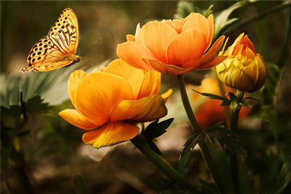 梦见橙色:开阔视野,有更大发展