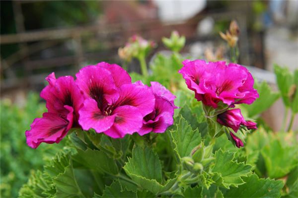 梦见紫罗兰:梦见紫罗兰,不愉快的开始