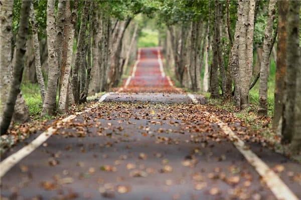 梦见桦树:站在树下,心情愉快