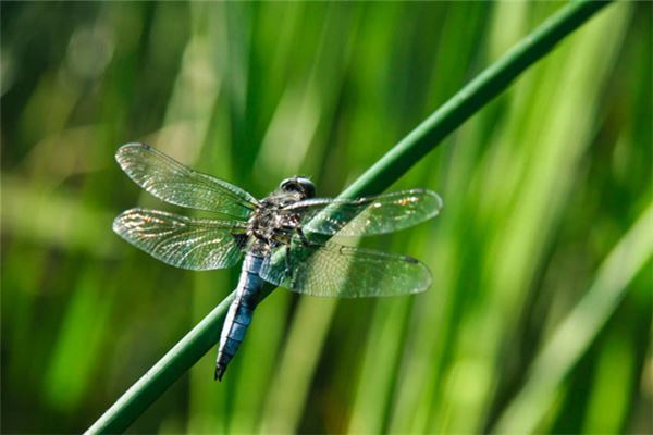 梦见蜻蜓:蜻蜓群飞,好运将至