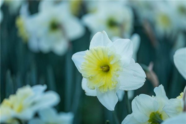 梦见水仙花:梦见水仙,吉祥如意