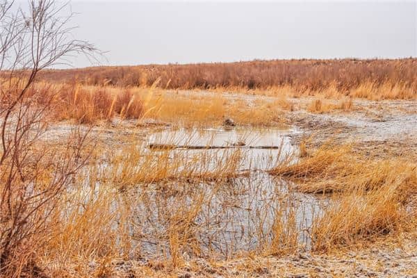 梦见杂草：杂草繁茂，所信非人