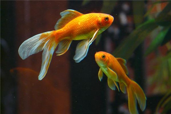 梦见鱼:梦活鱼吉,梦死鱼凶