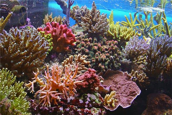 梦见珊瑚:千里难寻是朋友