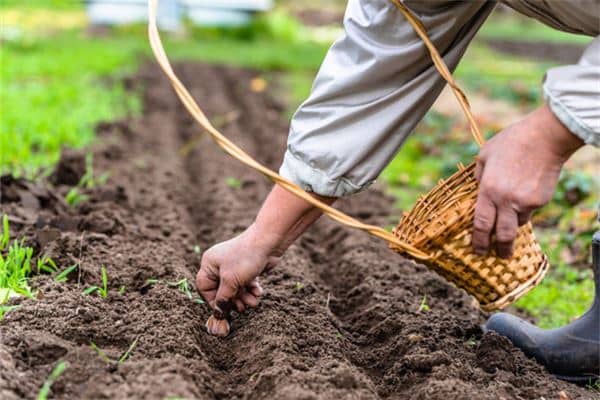 梦见播种:辛勤劳动,热爱生活