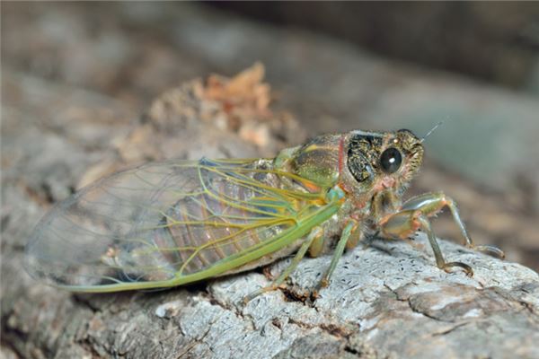梦见蝉:蝉入室中,贵人来至