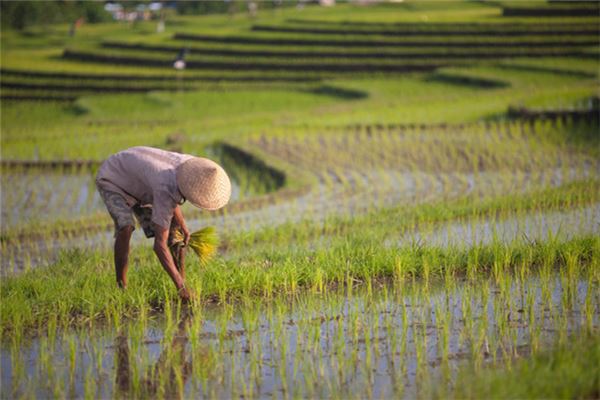 梦见插秧:踏实肯干,成功在望