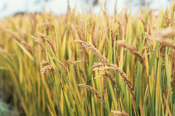 梦见稻田:得到丰厚的回报