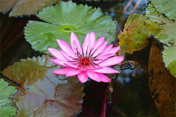 梦见莲花:梦见莲花,男吉女凶