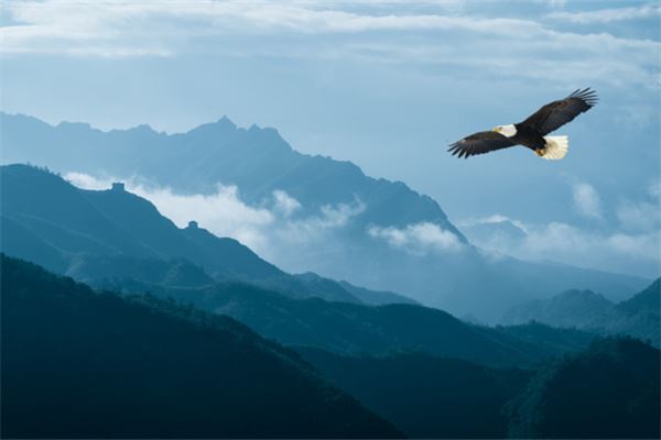 梦见鹰:事业成功有喜事