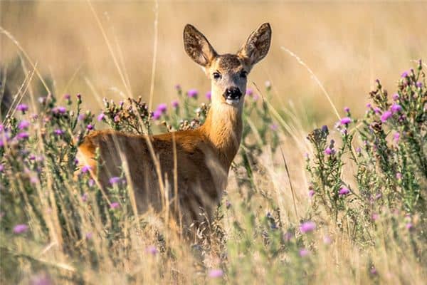 梦见鹿:得鹿富贵,失鹿贫穷