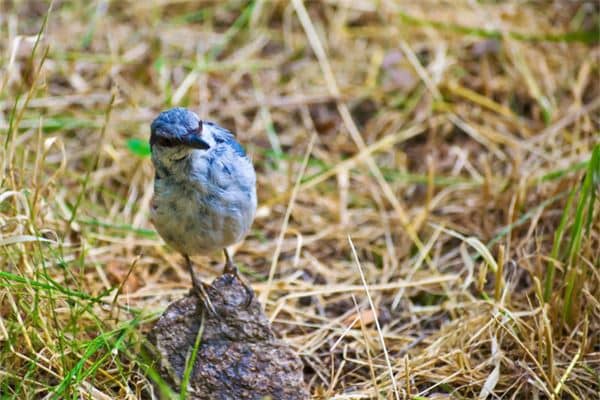 梦见布谷鸟:生活尽是失意处