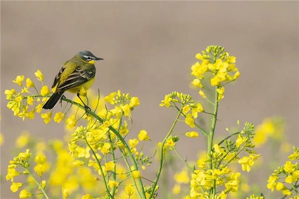 梦见黄雀:为官者步步高升
