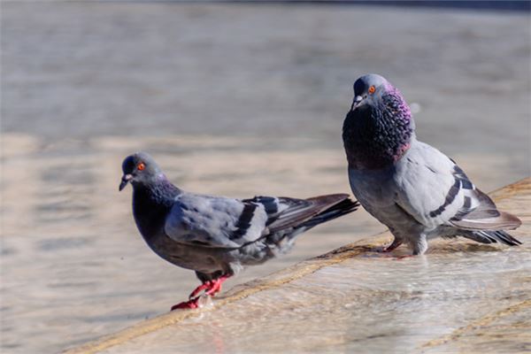 梦见鸽子:婚姻財富皆可得