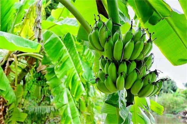 梦见芭蕉:梦中折芭蕉,家业兴隆