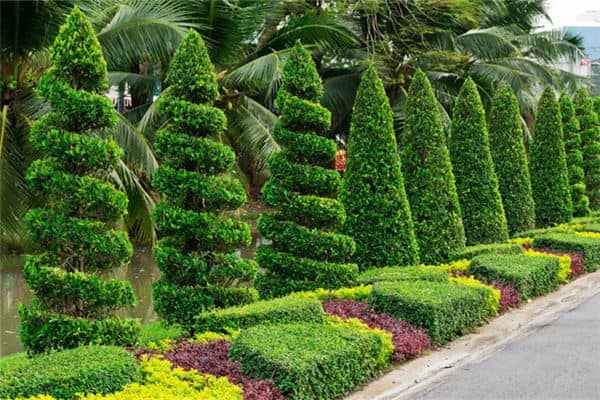 梦见常青藤:家中常青,幸福安康