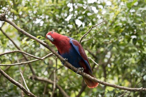 梦见鹦鹉:立地庸友,落树病生