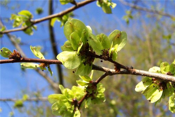 梦见榆树:梦中见榆,衣食无忧