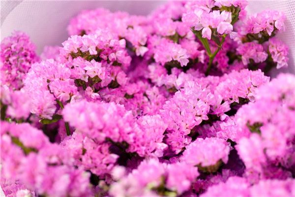 梦见勿忘我:梦见蓝色勿忘我,恋人分离之兆