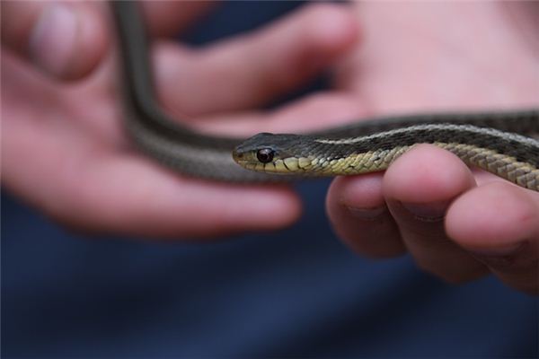 梦见蛇缠身:水中被蛇咬,梦者得疾病