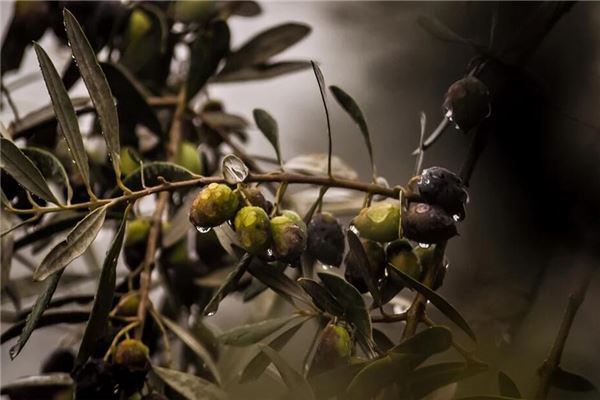 梦见橄榄树:梦见橄榄,学有所成