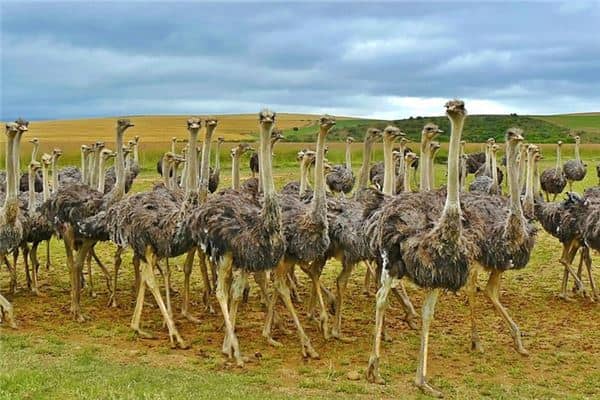 梦见鸵鸟：事业成功名誉好