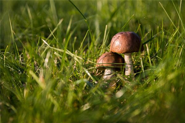 梦见蘑菇:生活富裕