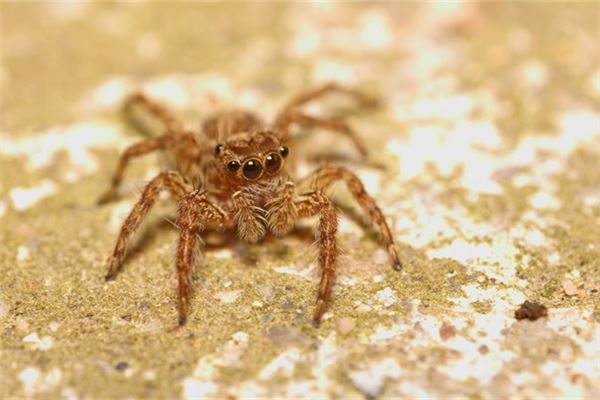 梦见蜘蛛:打死蜘蛛,身强体壮