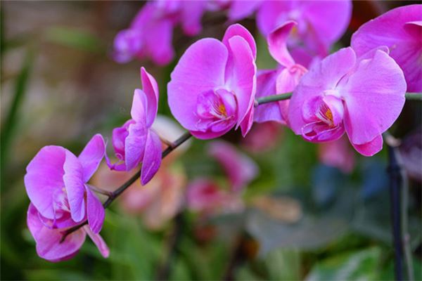 梦见兰花:兰生庭前,得子之兆