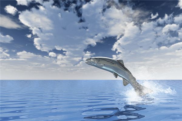 梦见鳟鱼:身体好,财运旺