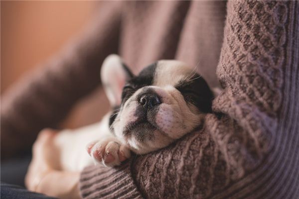 梦见狗:被狗扑咬失人助,狗朝己行交好友