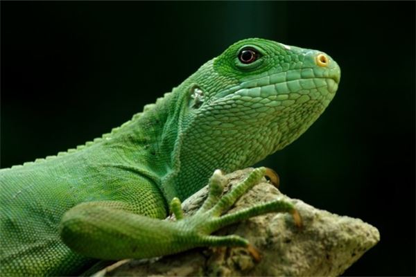 梦见蜥蜴:打死蜥蜴,身强体壮