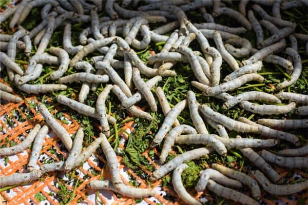 梦见蚕:仕宦梦之,主得显贵