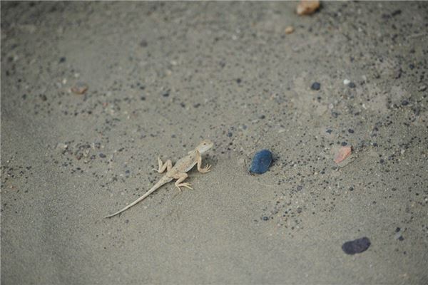 梦见壁虎:壁虎落身,健康受损