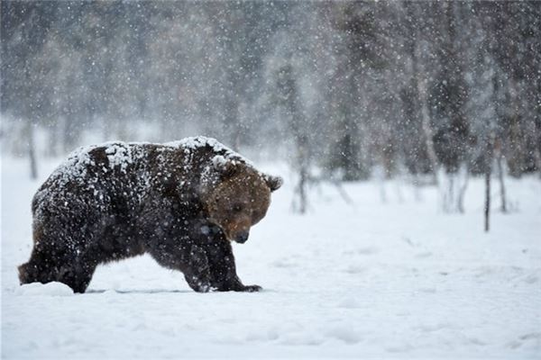 梦见熊:见熊有强敌,熊跑幸福至