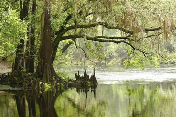 梦见柏树:家中生柏,大吉