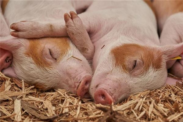 梦见两头猪在交配