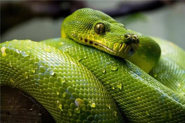 梦见别人被蛇咬是什么意思