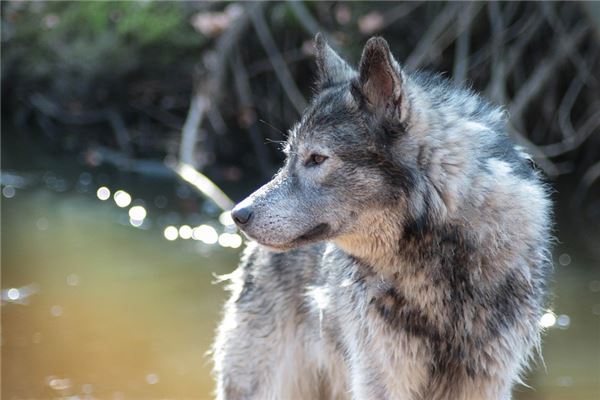 梦见被狼狗咬,自己拿凳子把狗打死了