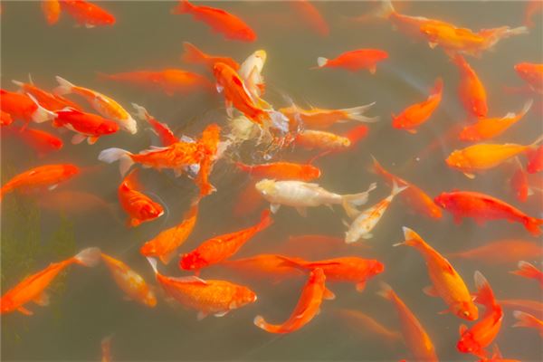 梦到一群红鲤鱼,伸脚到湖水中鲤鱼吻脚