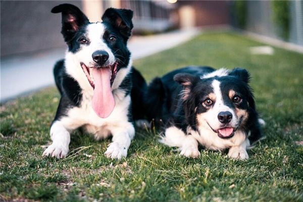 梦见狗咬自己,狗咬手不疼也没流血,追狗没追上