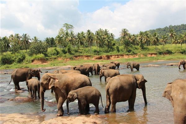 梦见凶猛可怕的大象,男朋友保护我