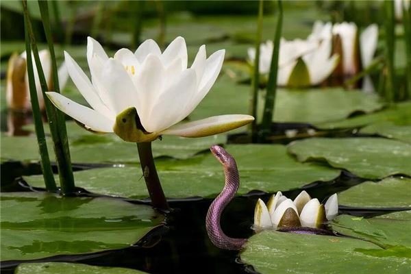 梦见蛇吃鱼是什么意思