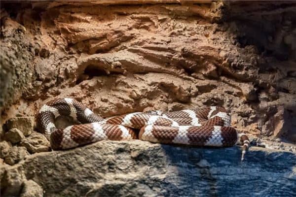 梦到蛇被杀死了是什么意思