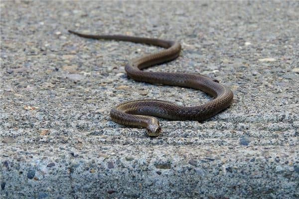 梦见自己和同伴被蛇包围然后躲开